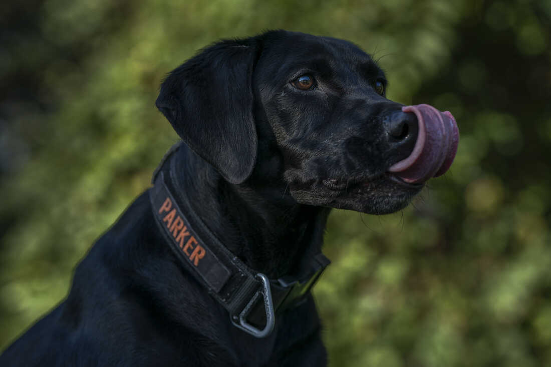 2023 10 18 hjiang femadogs 035 custom 9ddc5b02edfa4c48a79b666687d95e48f6ceec69 s1100 c50