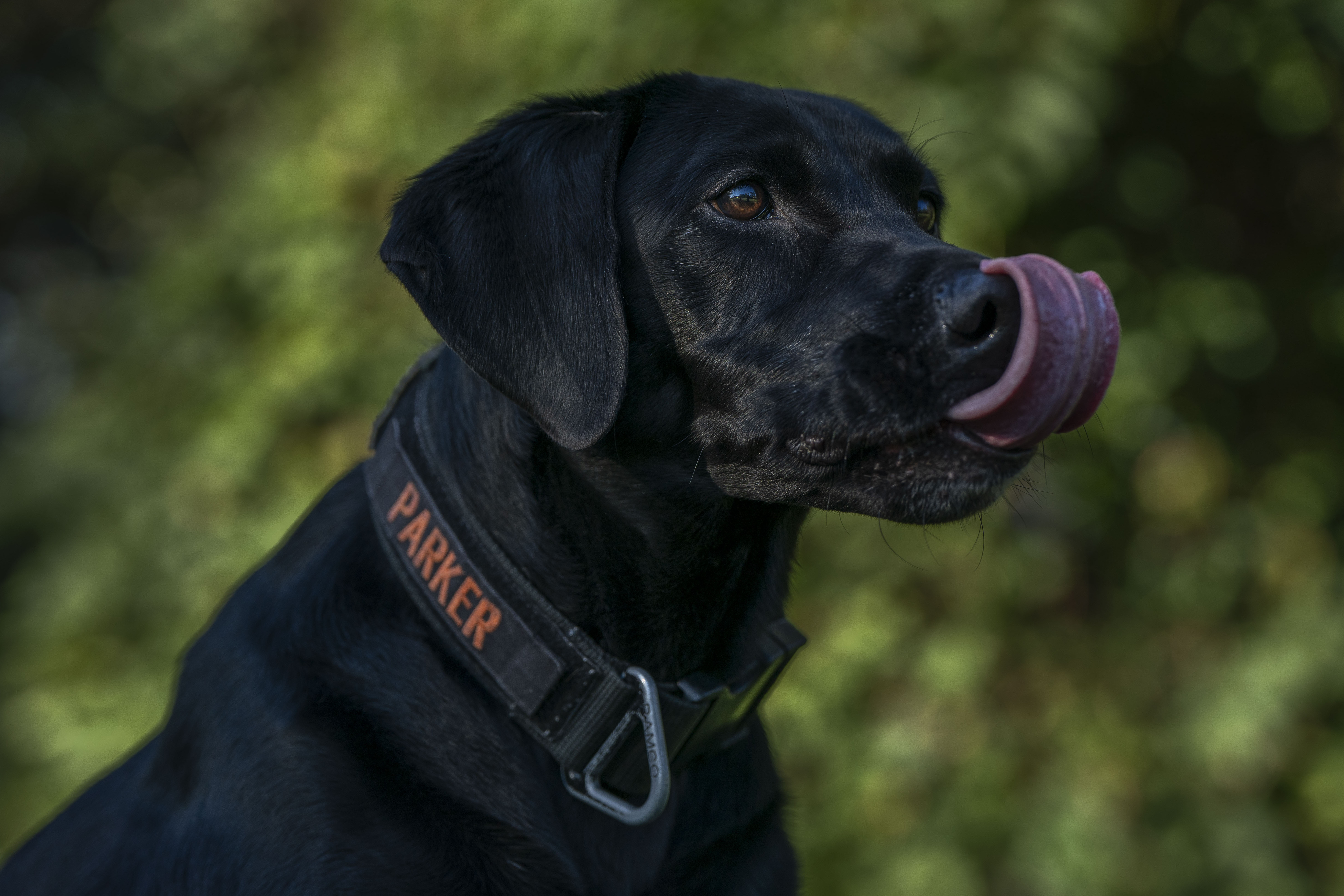 BROOKLYN, MD: Parker, a six and a half-year-old search and rescue dog, poses for a portrait in Brooklyn, Maryland, on Wednesday, Oct. 18, 2023. See the story.