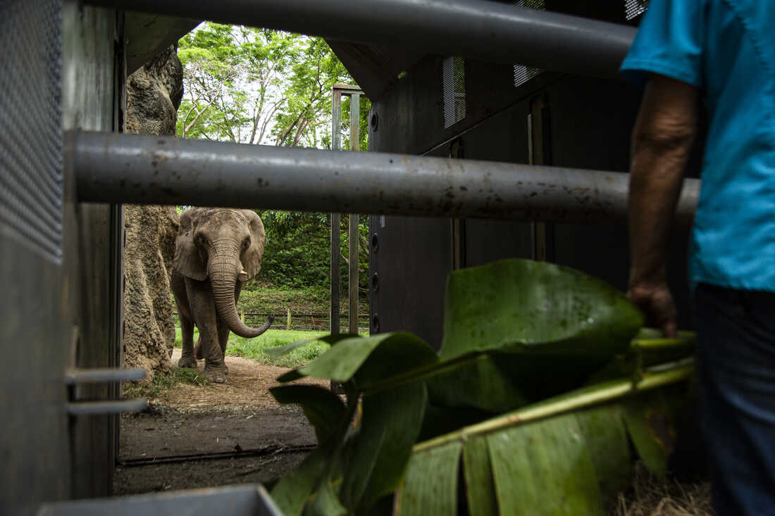 20230510 npr zoo mundi pr 025 custom 38cd5cd2eb863999e39dc0afa8815c06f9297ad7 s1100 c50