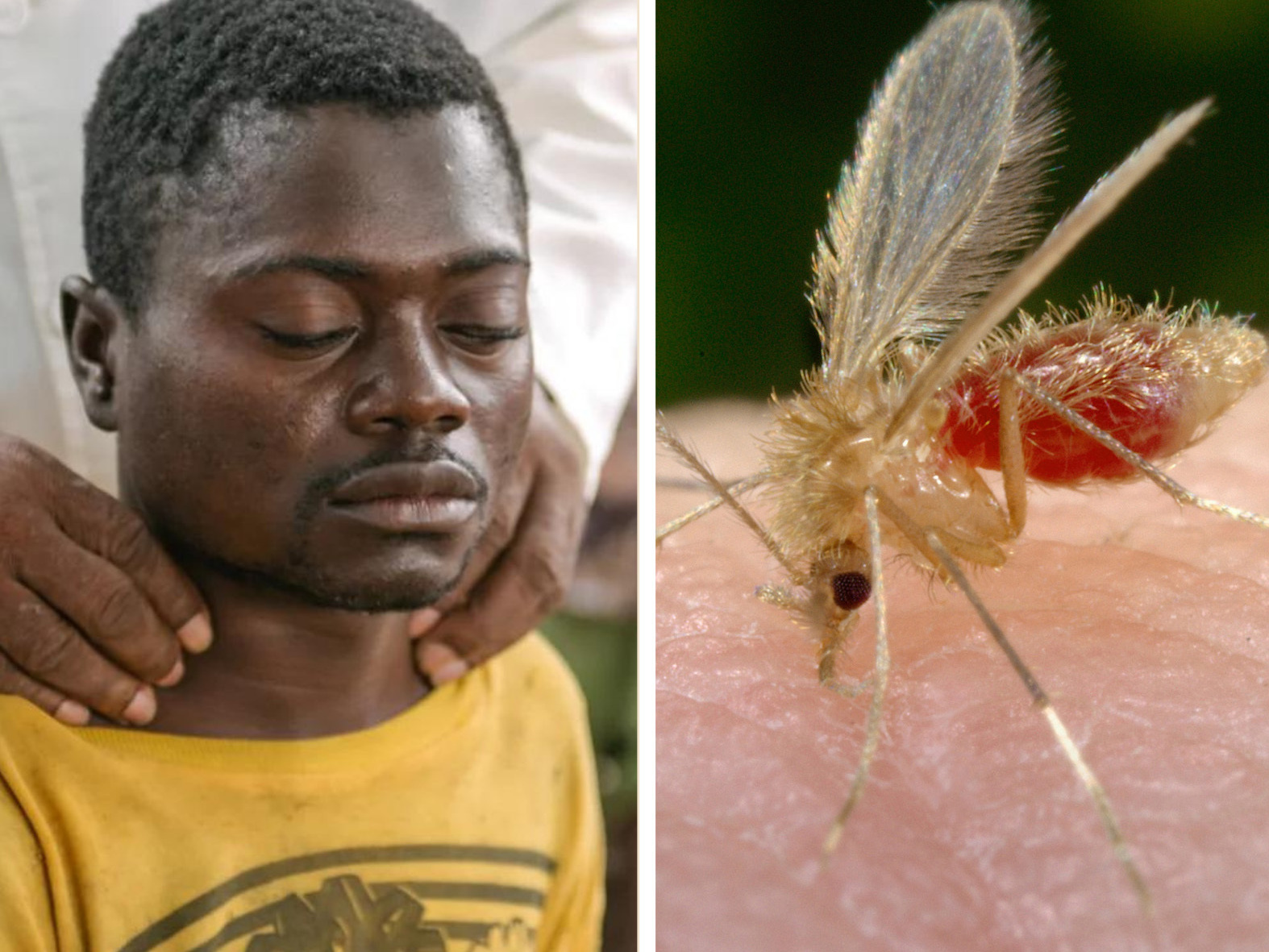 Some overlooked good news from 2023: Six countries knock out 'neglected' diseases - Vimarsana News