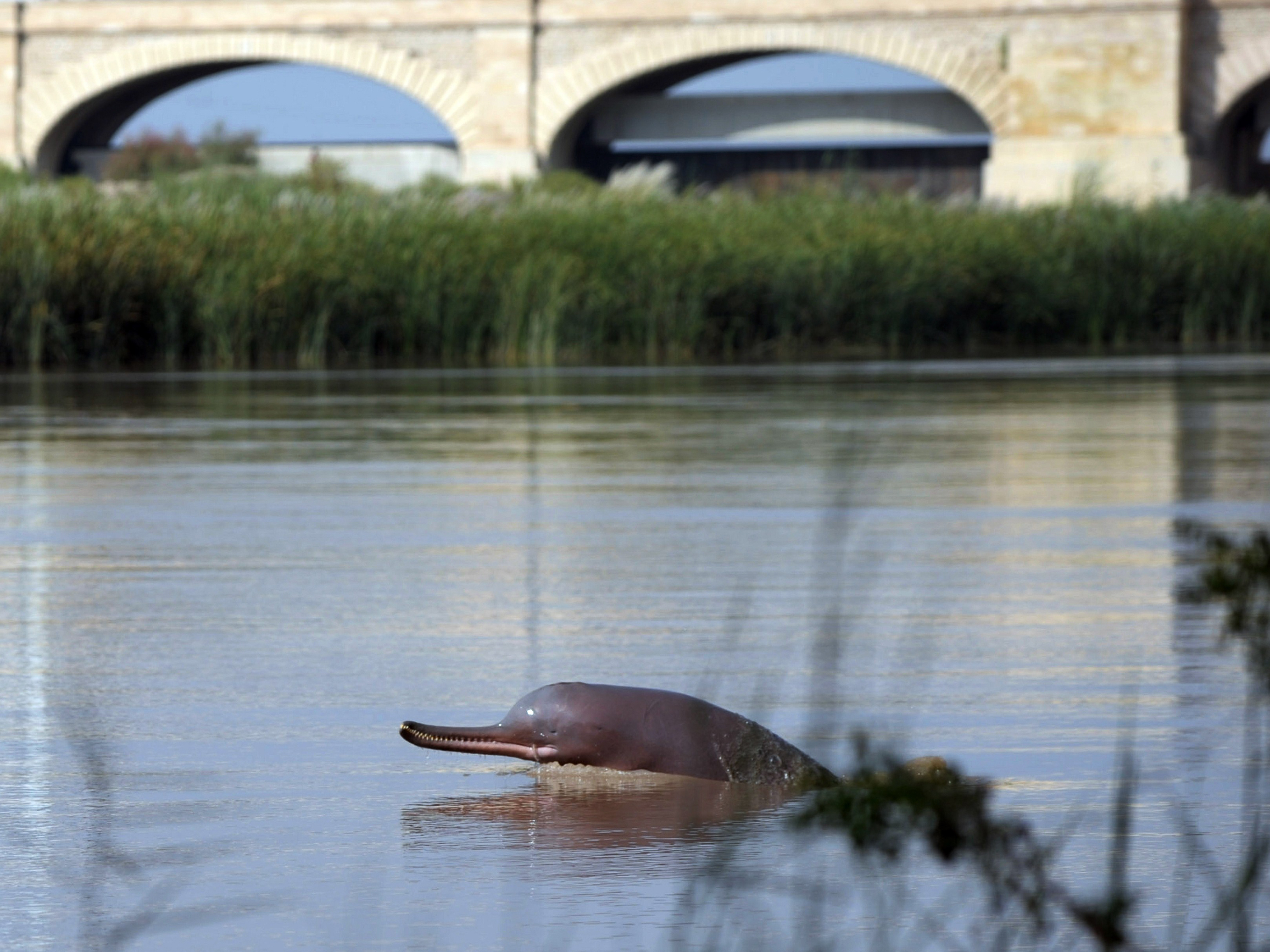 An endangered river dolphin finds an unlikely savior: fisherfolk - Vimarsana News