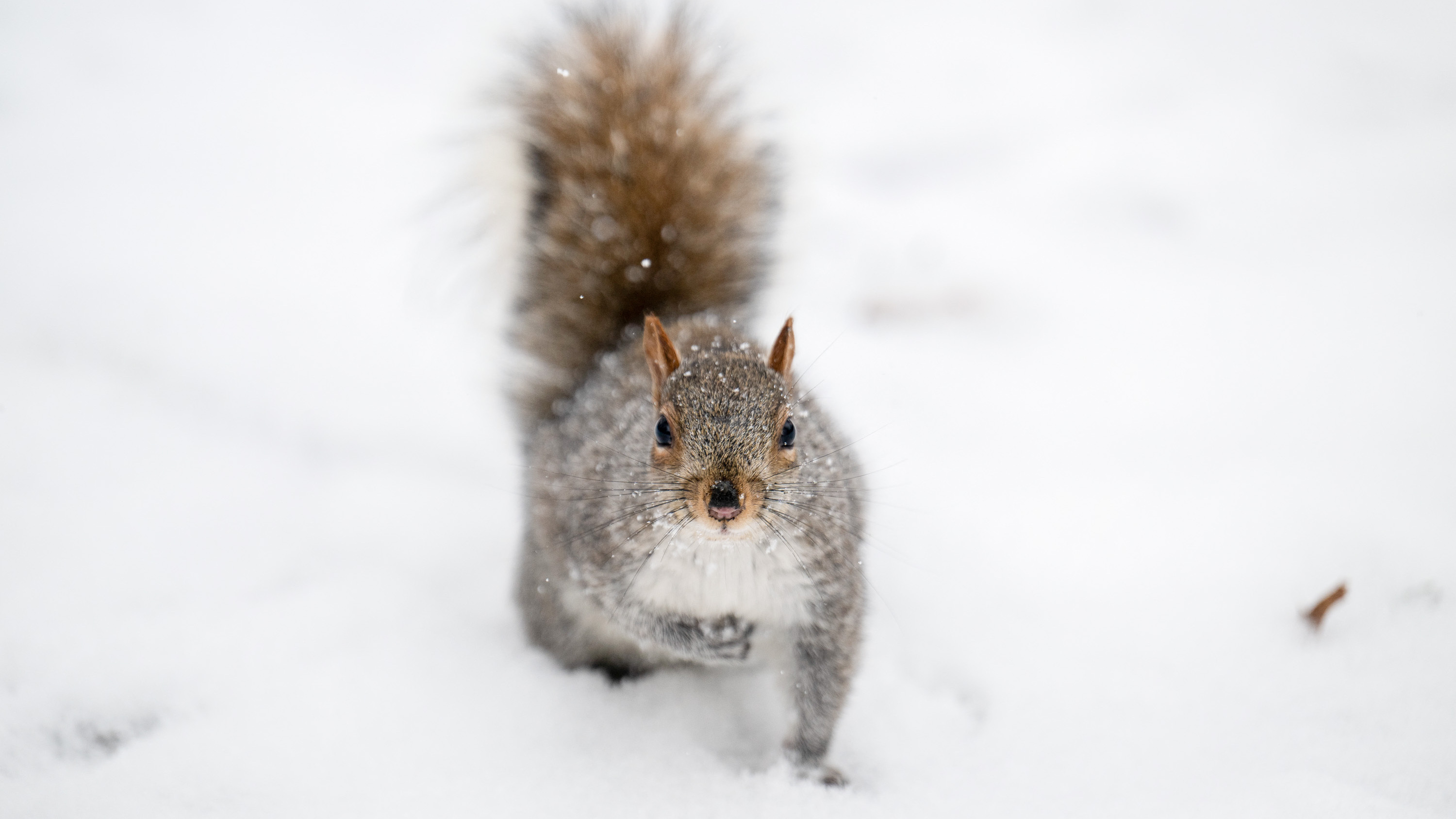 In between shoveling, we asked folks from hot spots about their first time seeing snow