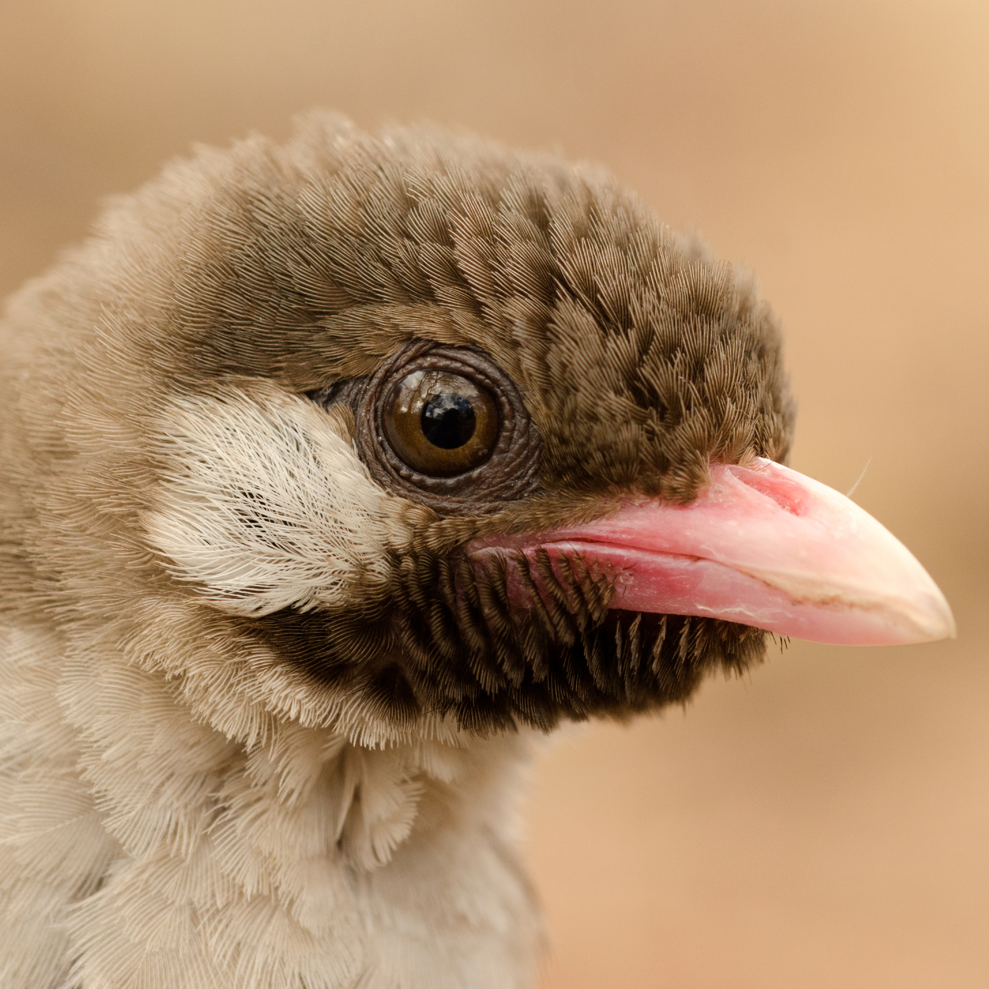 This wild African bird comes when it's called—and then leads you to honey