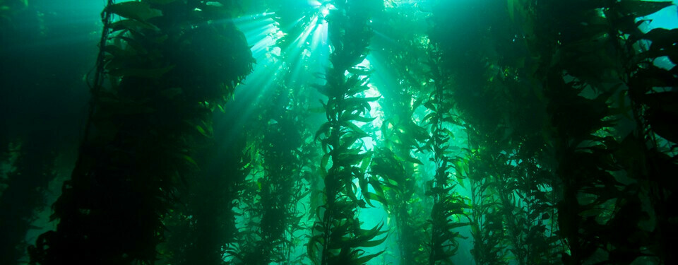 Kelp forests are tiered like terrestrial rainforests and serve as key habitats for many marine animals. (NOAA)