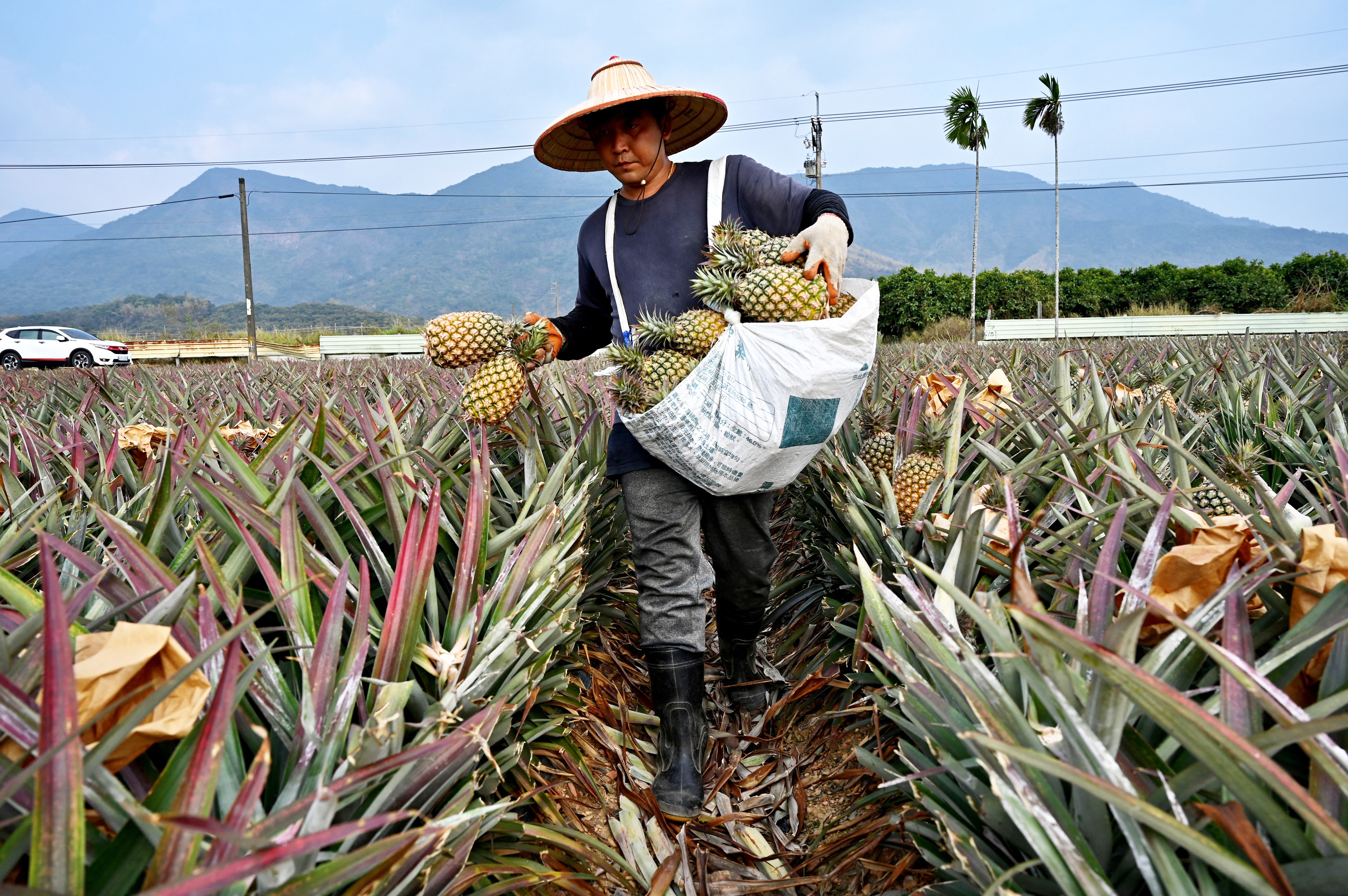 The latest thorn in Taiwan-China tensions: pineapples