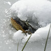 テキサス州の寒さのために、ワニは水中で凍ったが、まだ生きている。 方法は次のとおりです