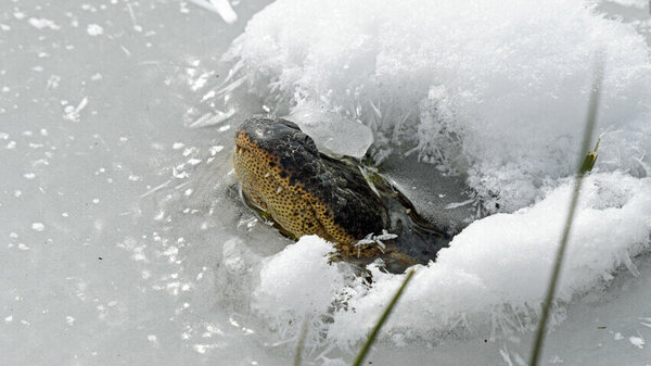 An alligator sticks its snout out from underneath a frozen body of water. 