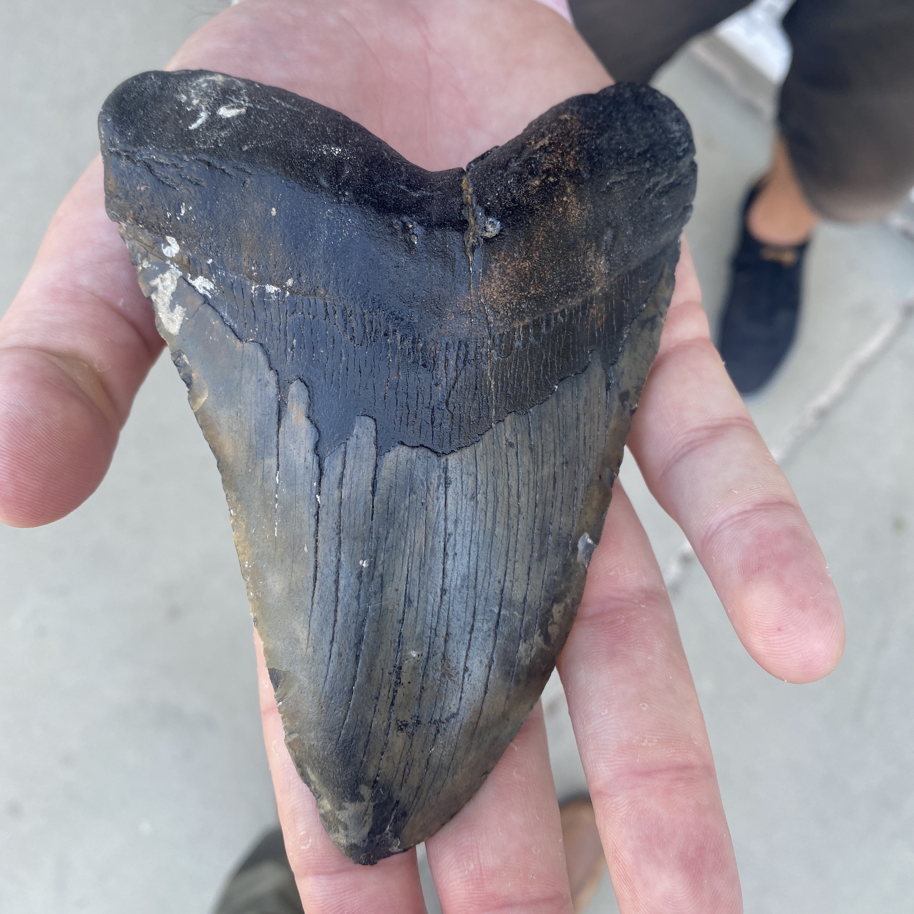 That giant extinct shark, Megalodon? Maybe it wasn't so mega - Vimarsana News