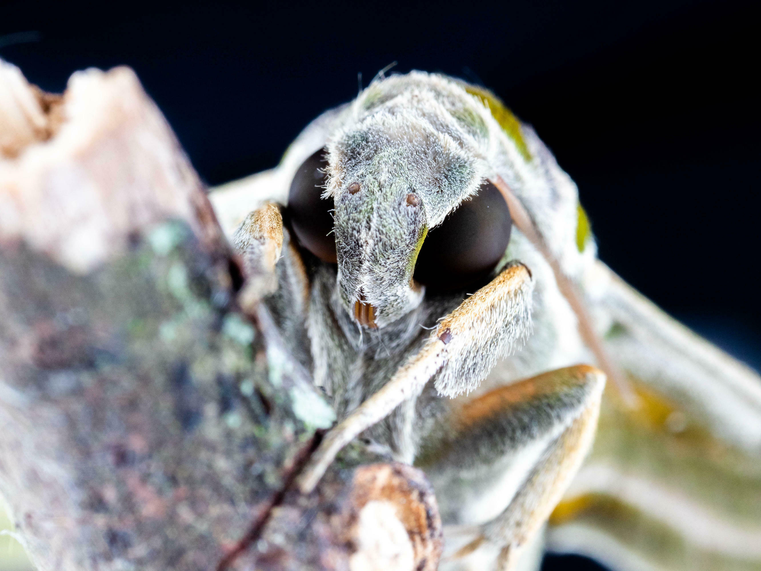 'Like moths to a flame'? Here's what's going on with insects and porch ...