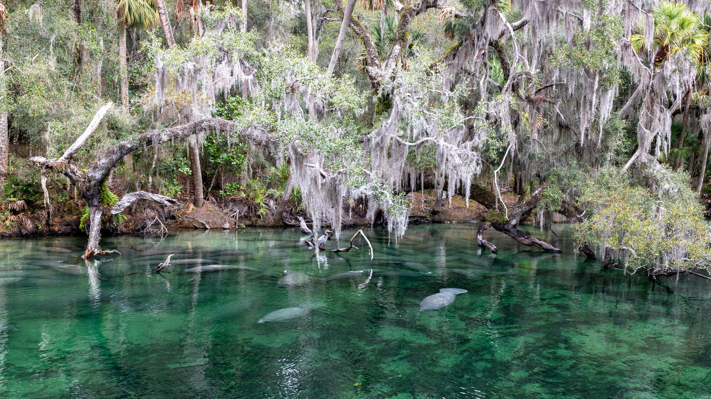 Nearly 1,000 Manatees Converge on Florida State Park to Keep Warm in