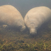 A Florida park just saw a record number of manatees gather together in its waters