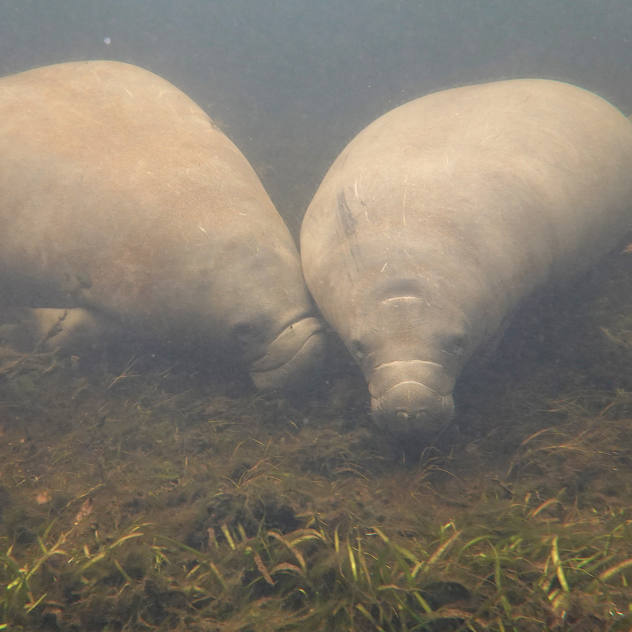 A Florida park just saw a record number of manatees gather together in its waters - Vimarsana News