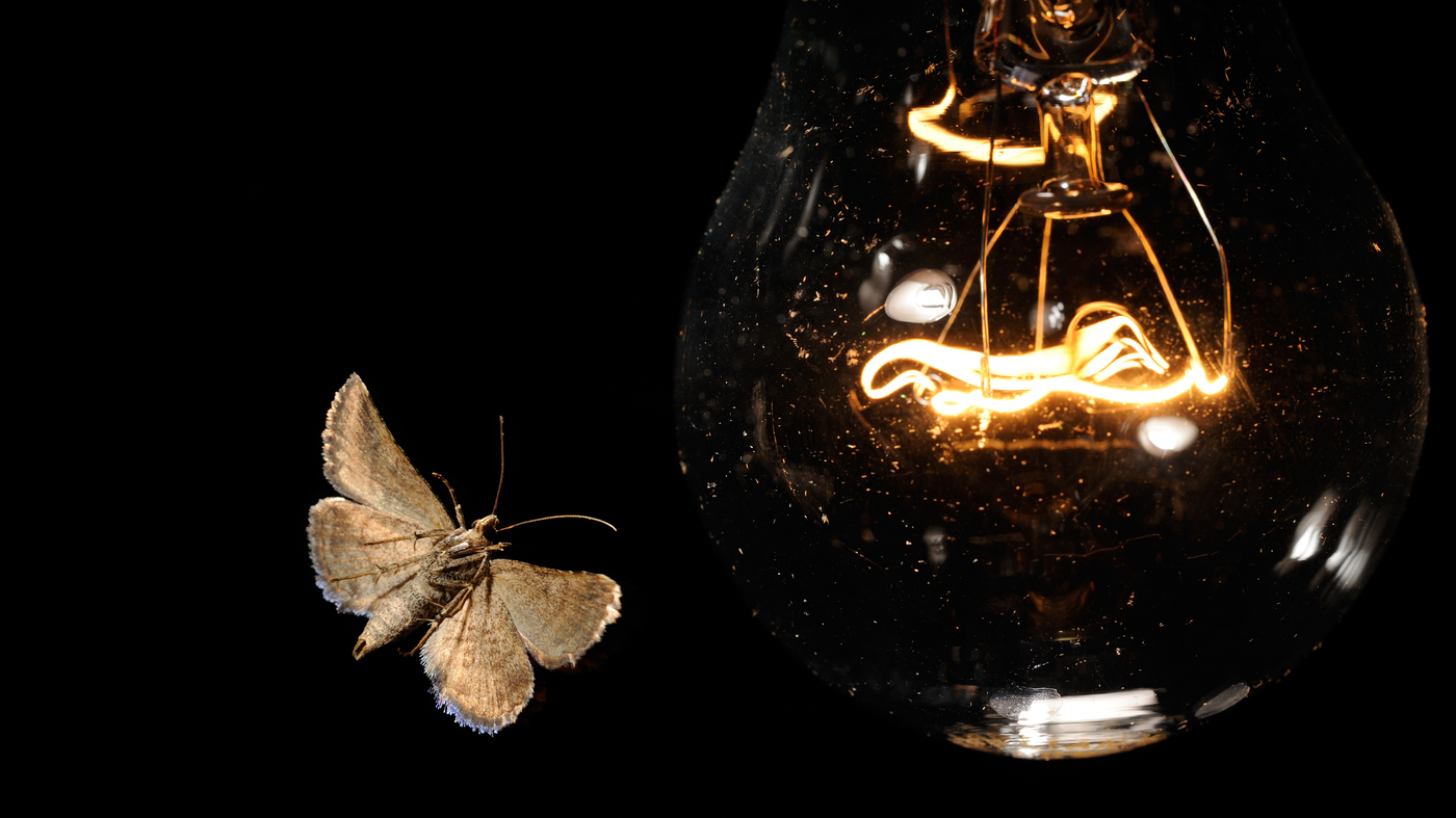 Artificial light messes with insects' ability to tell up from down. : NPR - Vimarsana News