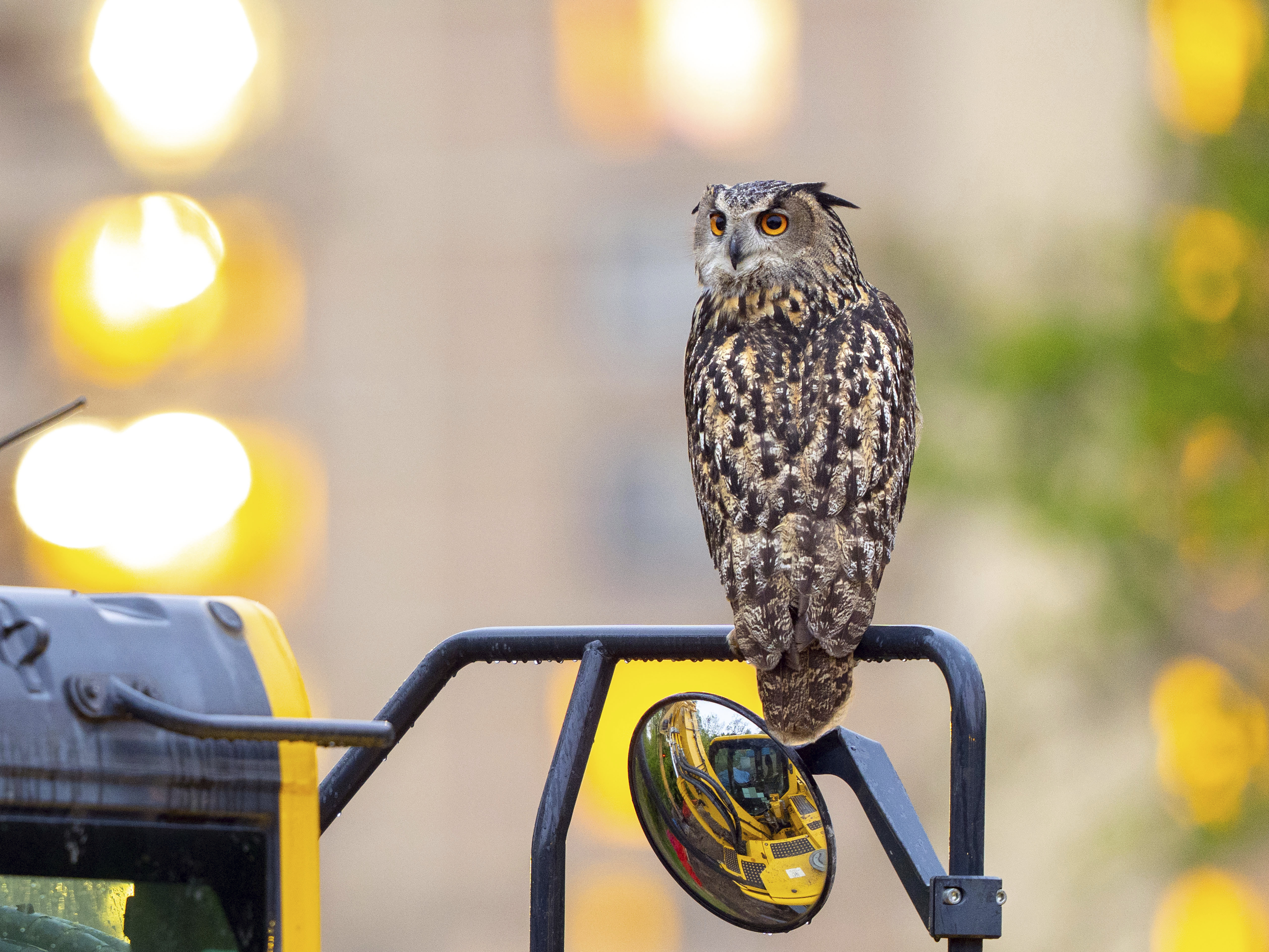 A year later, Flaco the owl's escape from the Central Park Zoo remains a mystery - Vimarsana News