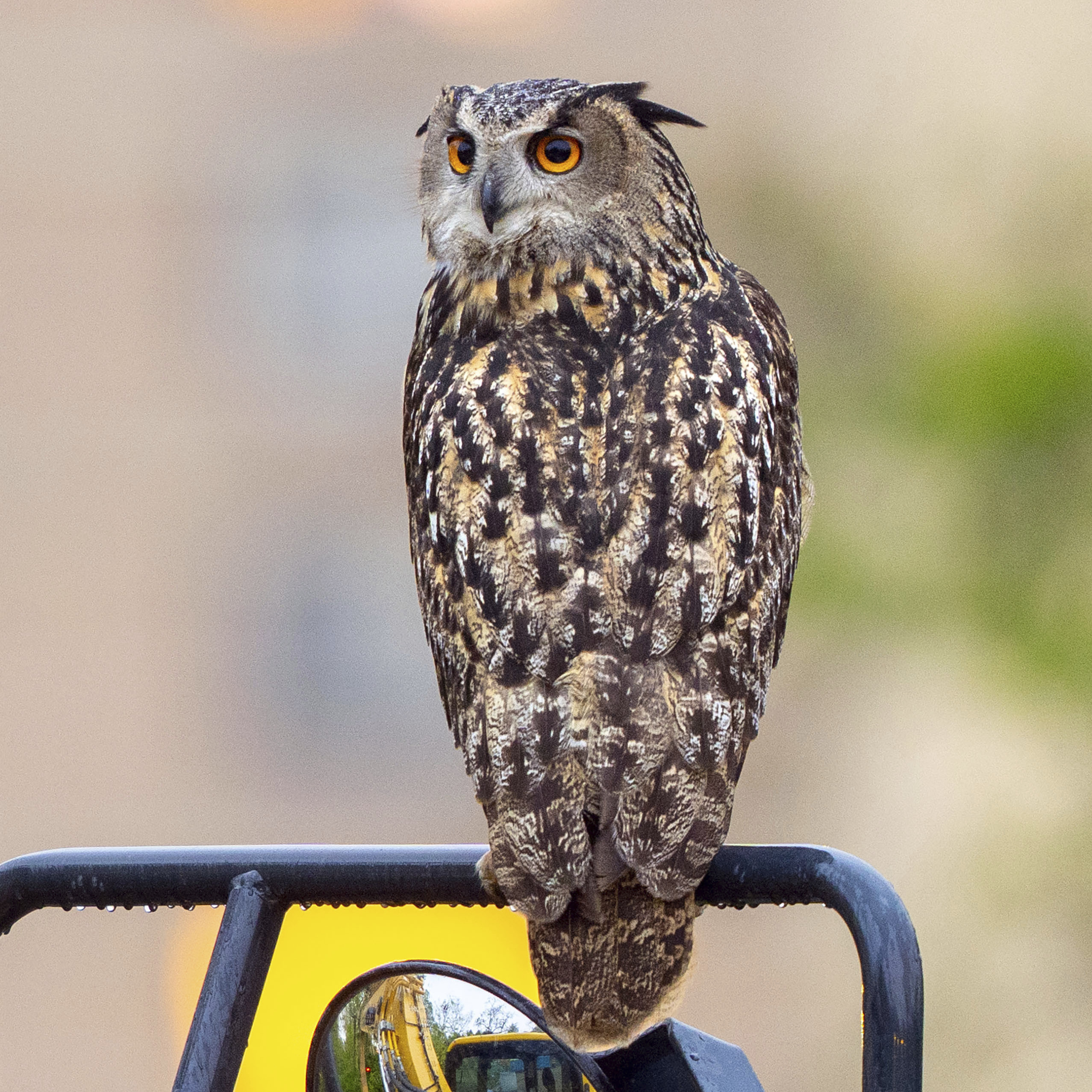 A year later, Flaco the owl's escape from the Central Park Zoo remains a mystery - Vimarsana News