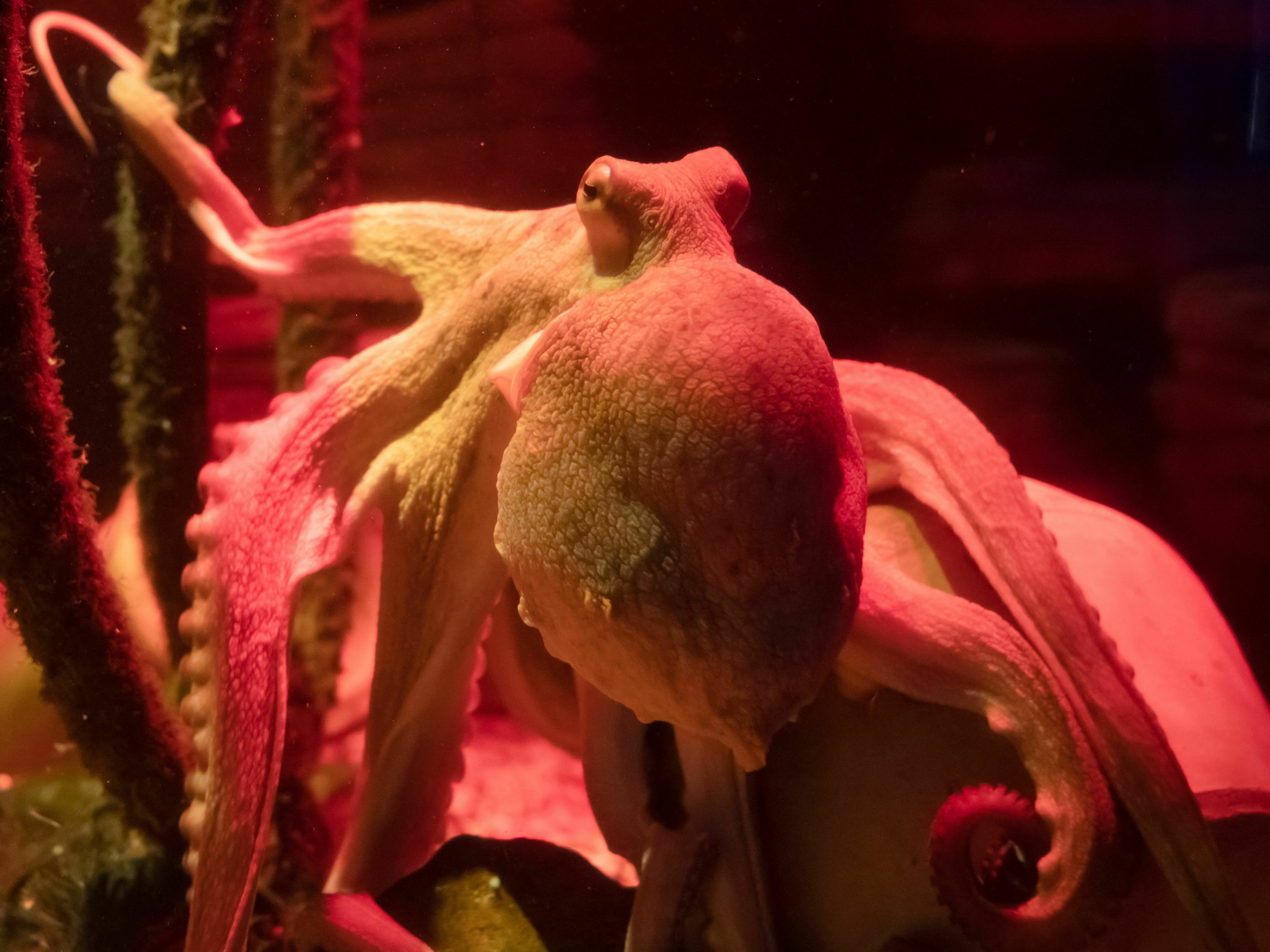 A seafood firm wants to farm octopus. Activists say they're too smart for that