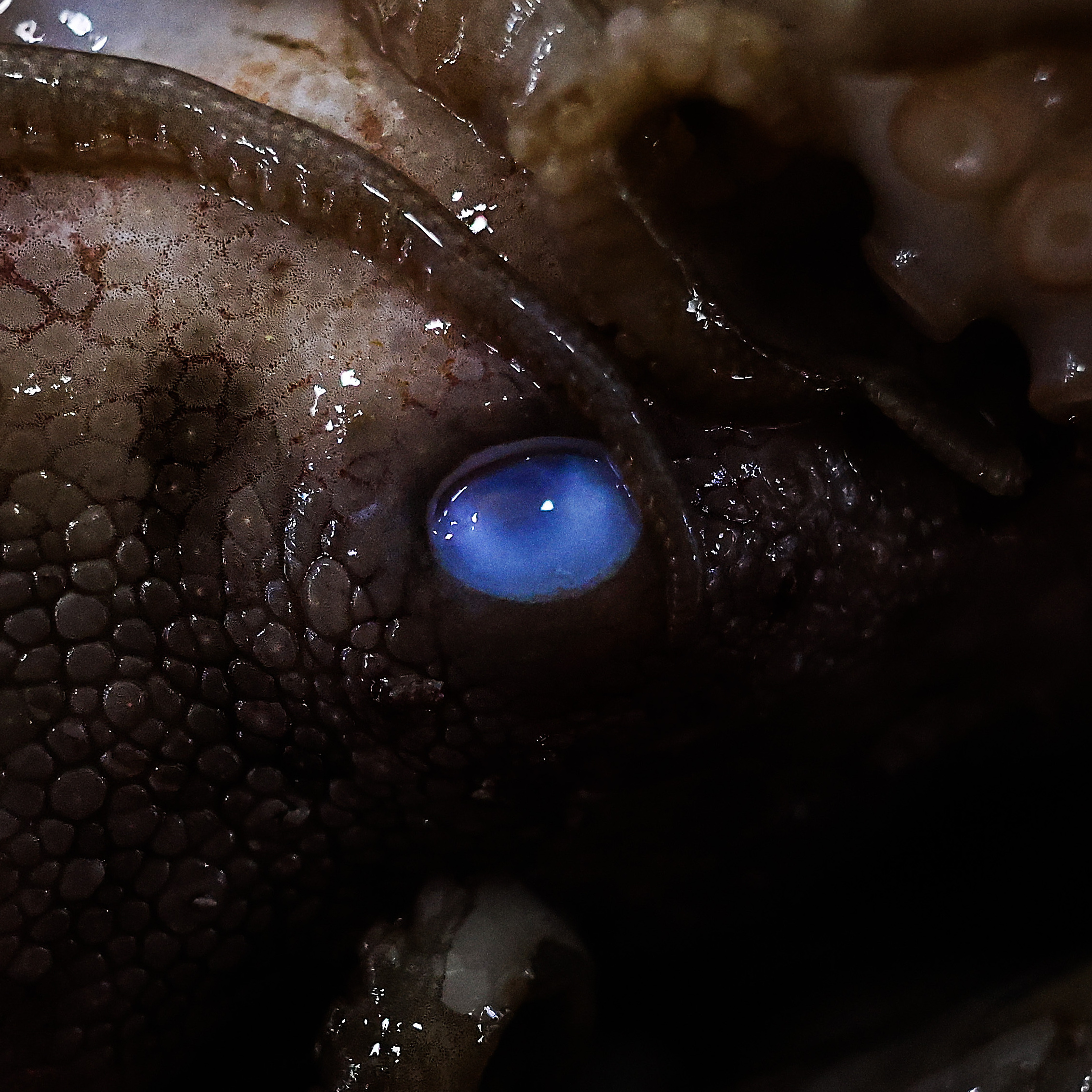 Octopuses are clever. Their fans aren't happy with a plan to farm them for food - Vimarsana News