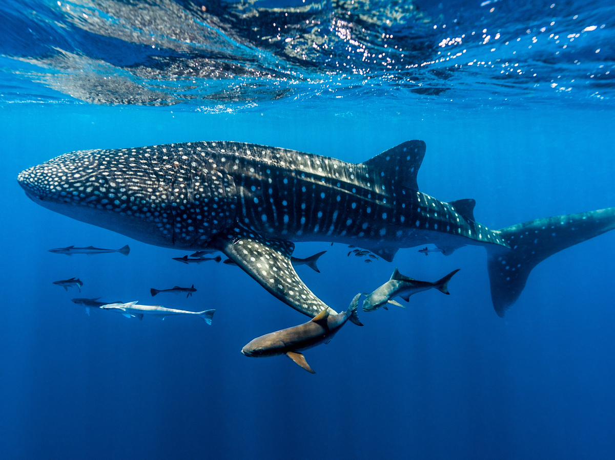Exmouth, Ningaloo Reef, Ningaloo Marine Park, Western Australia, Australia.