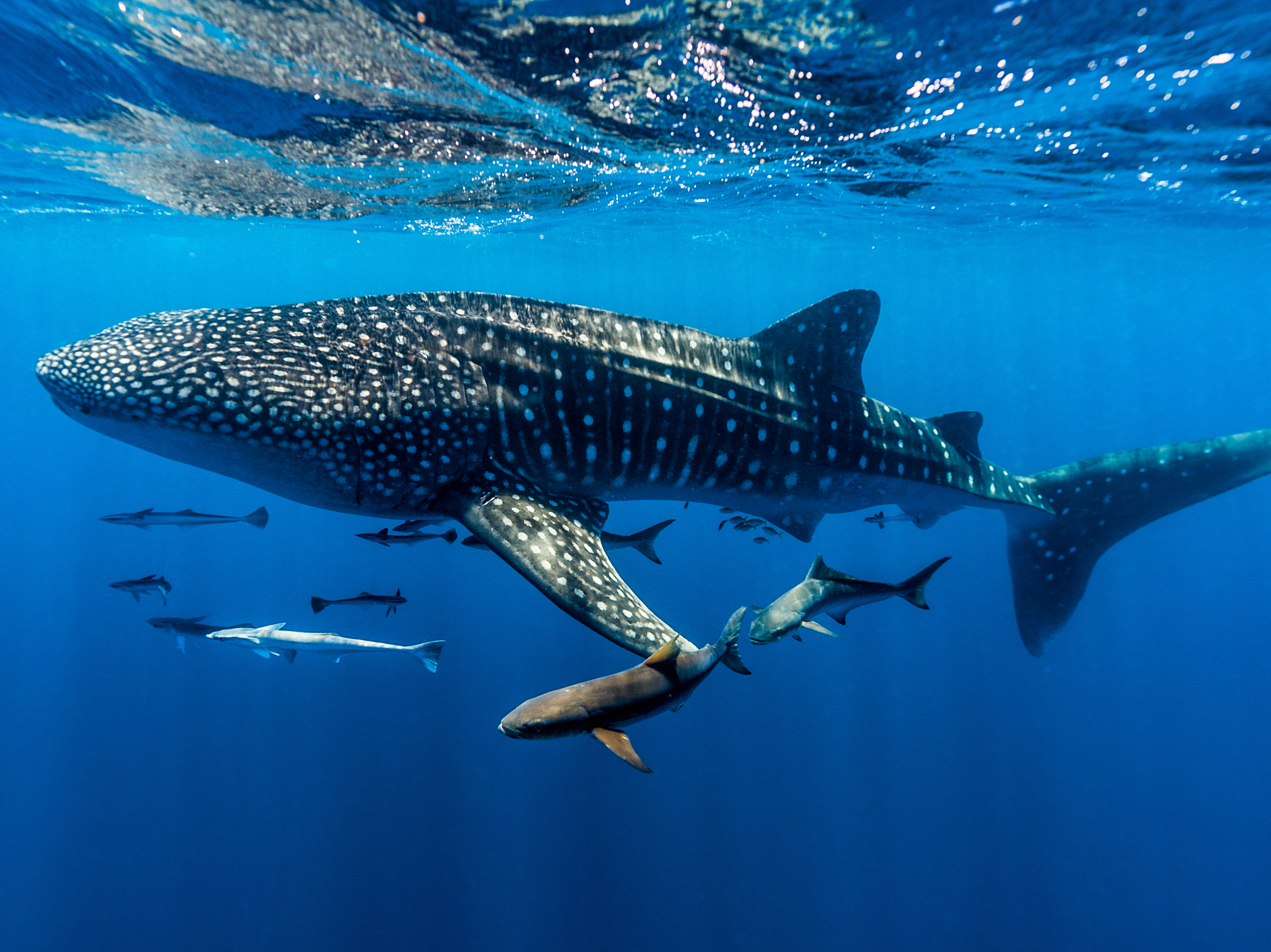 Migrating animals undergo perilous journeys every year. Humans make it more dangerous : Short Wave