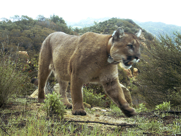 This 2019, photo provided by the National Park Service, shows a mountain lion known as P-47 in the Santa Monica Mountains National Recreation Area west of Los Angeles. A cougar attacked five cyclists in Washington state over the weekend.