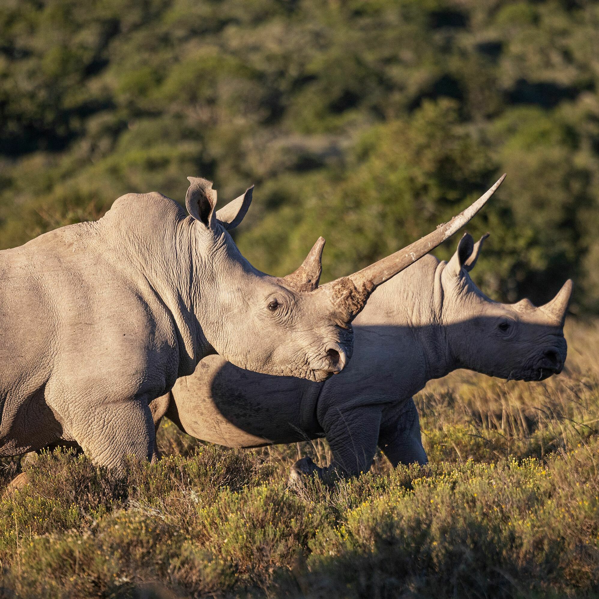 Could fake horns end illegal rhino poaching?