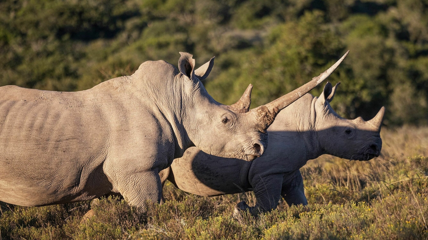 Lab-grown rhino horn, conservationists and the fight to end illegal poaching : The Indicator from Planet Money : NPR - Vimarsana News