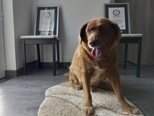 Guinness World Records posthumously strips Bobi of his title of 'oldest dog ever'