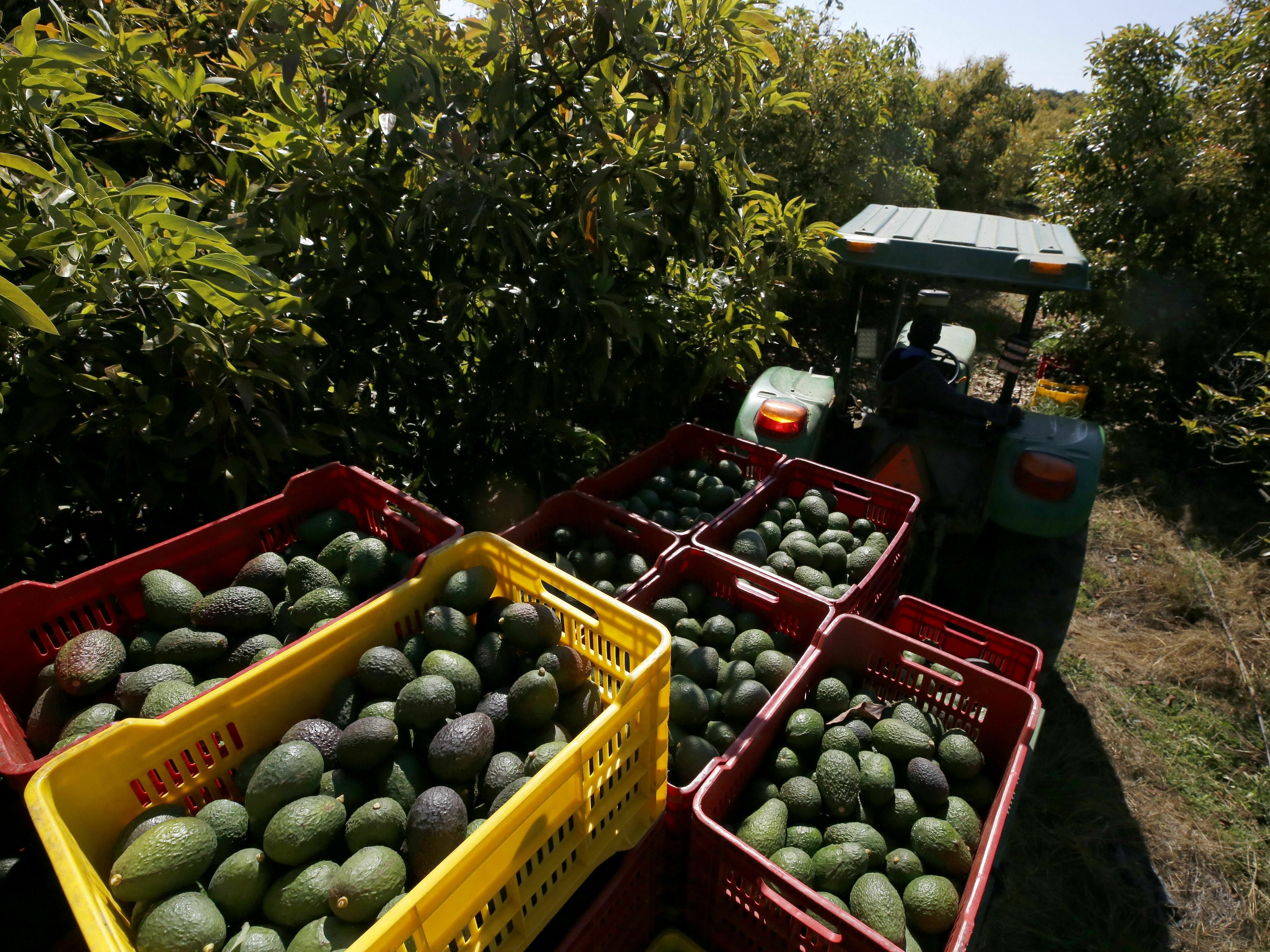 This data scientist has a plan for how to feed the world sustainably : Short Wave