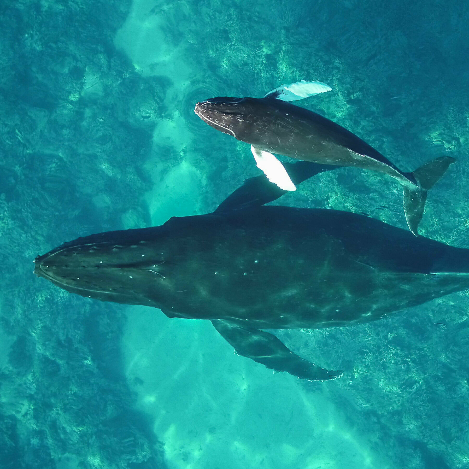 How scientists are using facial-recognition AI to track humpback whales