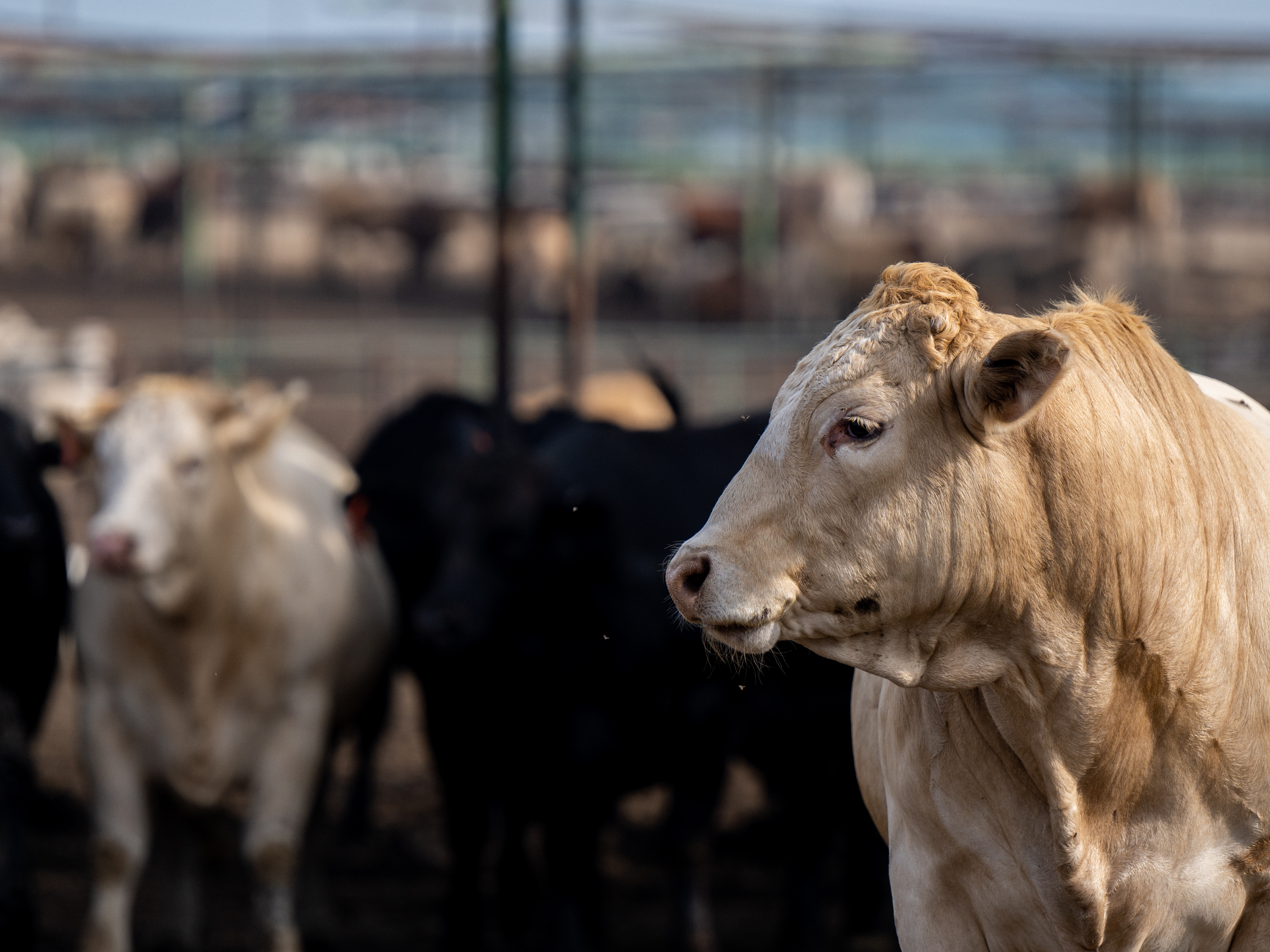 Farms fuel global warming. Billions in tax dollars likely aren't helping - report