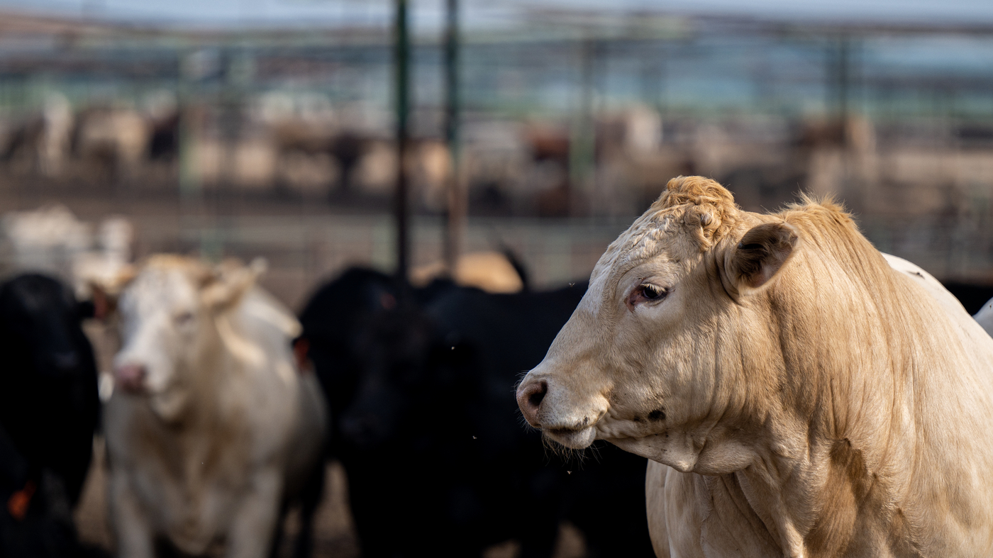 Tax dollars for the USDA farm program are likely not helping- report : NPR - Vimarsana News