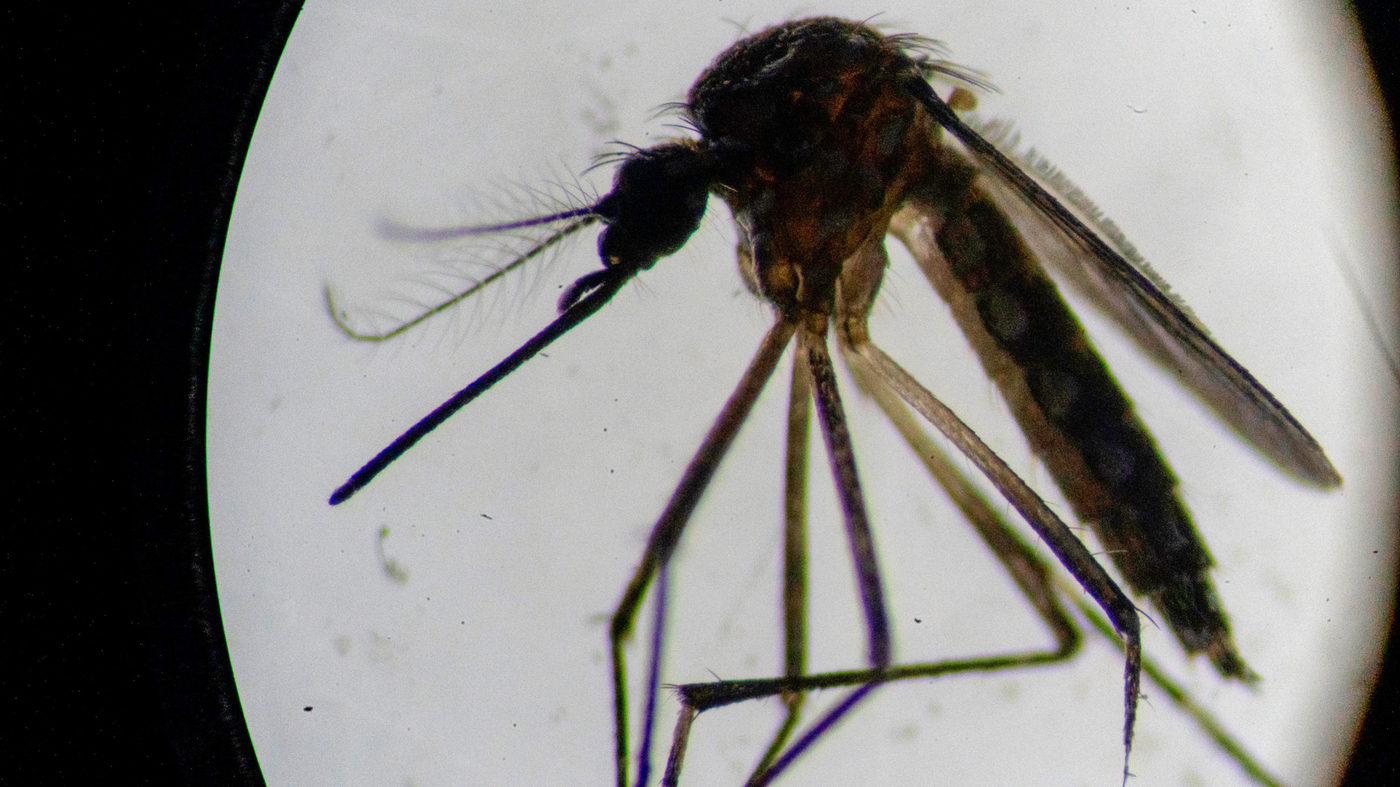 Brazil in state of emergency due to dengue fever: 1 million cases so ...