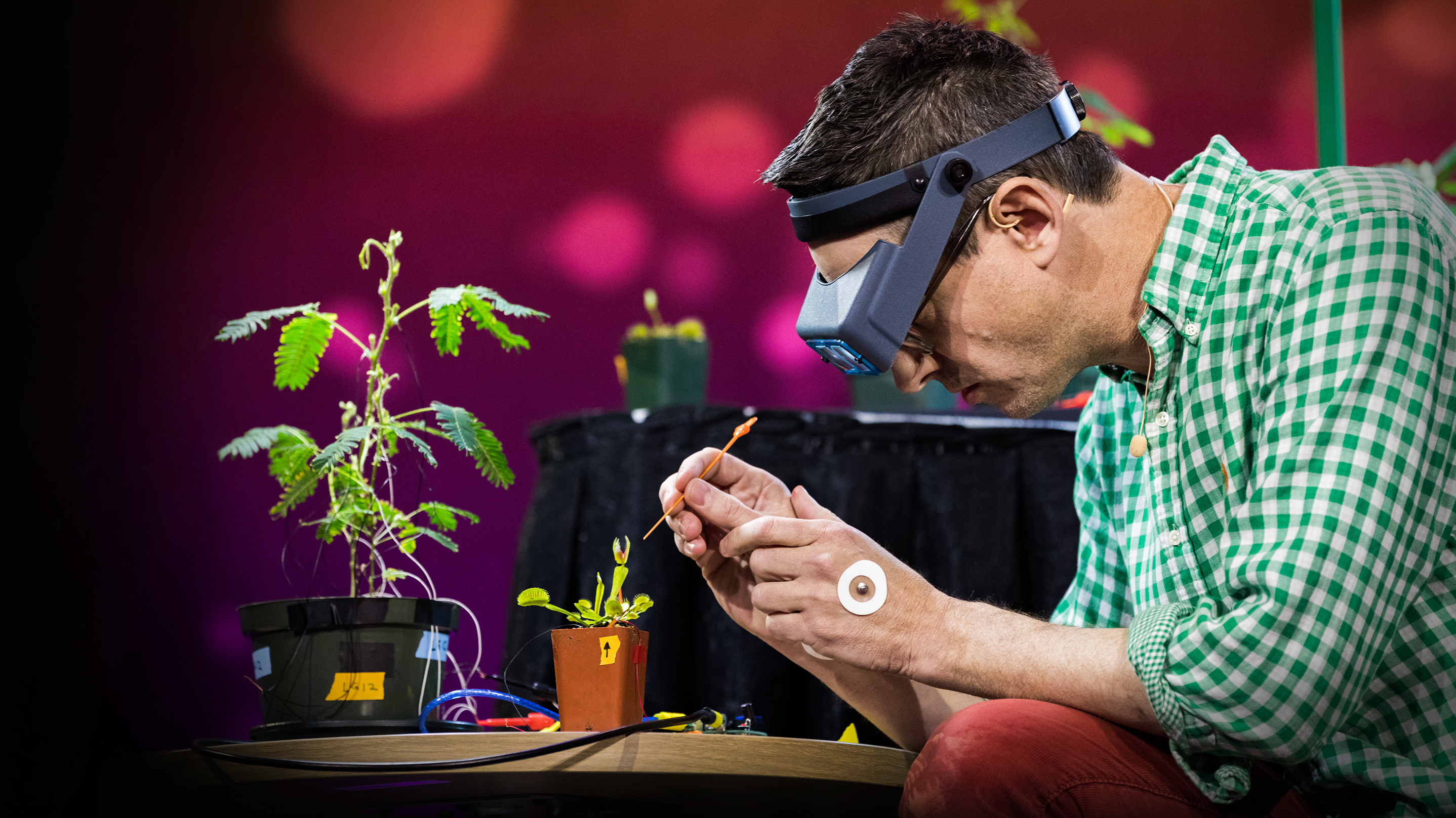 Greg Gage: how plants make complex decisions : NPR