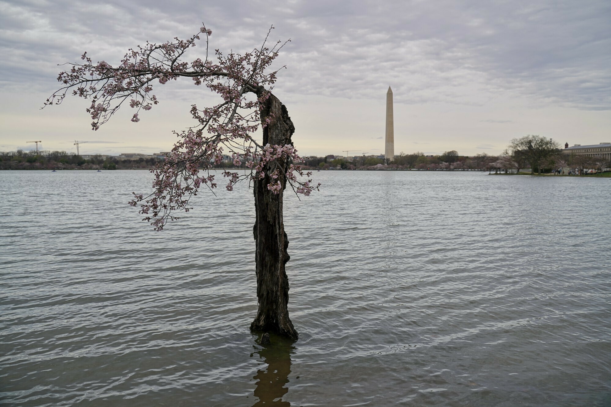 So long, Stumpy. More than 150 of D.C.'s cherry trees have to go as