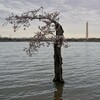 So long, Stumpy. More than 150 of D.C.'s cherry trees have to go as water rises 
