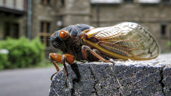 A cicada perches on a picnic table in front of Nolde Mansion in Cumru Township, PA in May 2021.