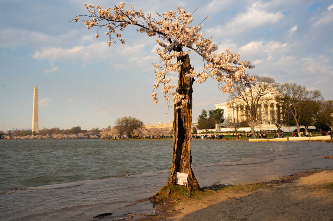 032024 stumpy cherryblossom zayrharodriguez 1 custom 9c99c635dc292b7d46ff21f8fbcd495f651990b5 s1100 c50