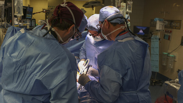 Surgeons perform the first transplant of a genetically modified pig kidney into a living human at Massachusetts General Hospital in Boston.