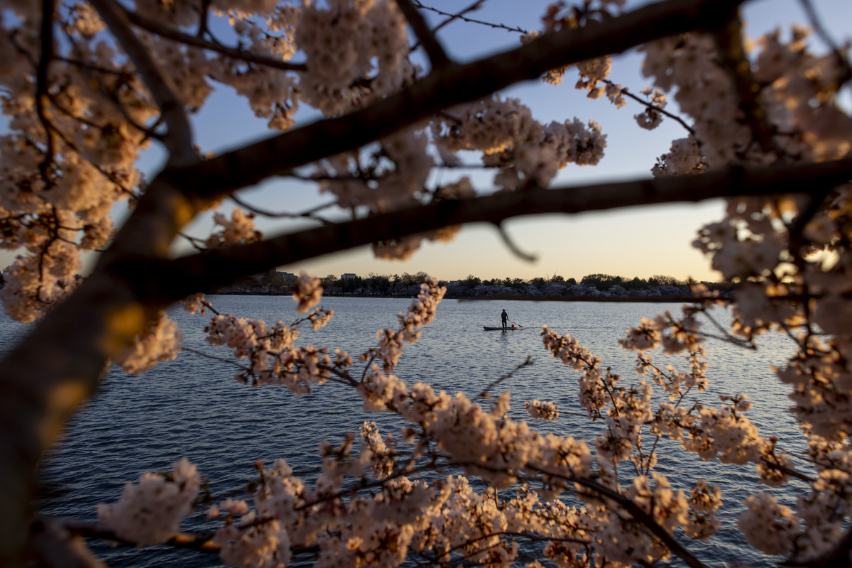 240321 cherryblossoms turner04 custom 85869b3ac9a390b60bc401bc6d3d2515c4153b21 s1200