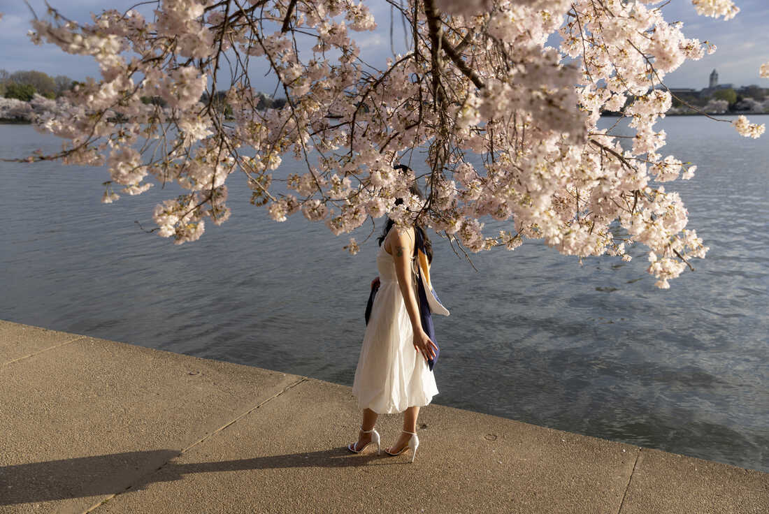 240321 cherryblossoms turner13 custom 3ccfbfe8a8ded332dbf8ff6ac832a0a34230d291 s1100 c50