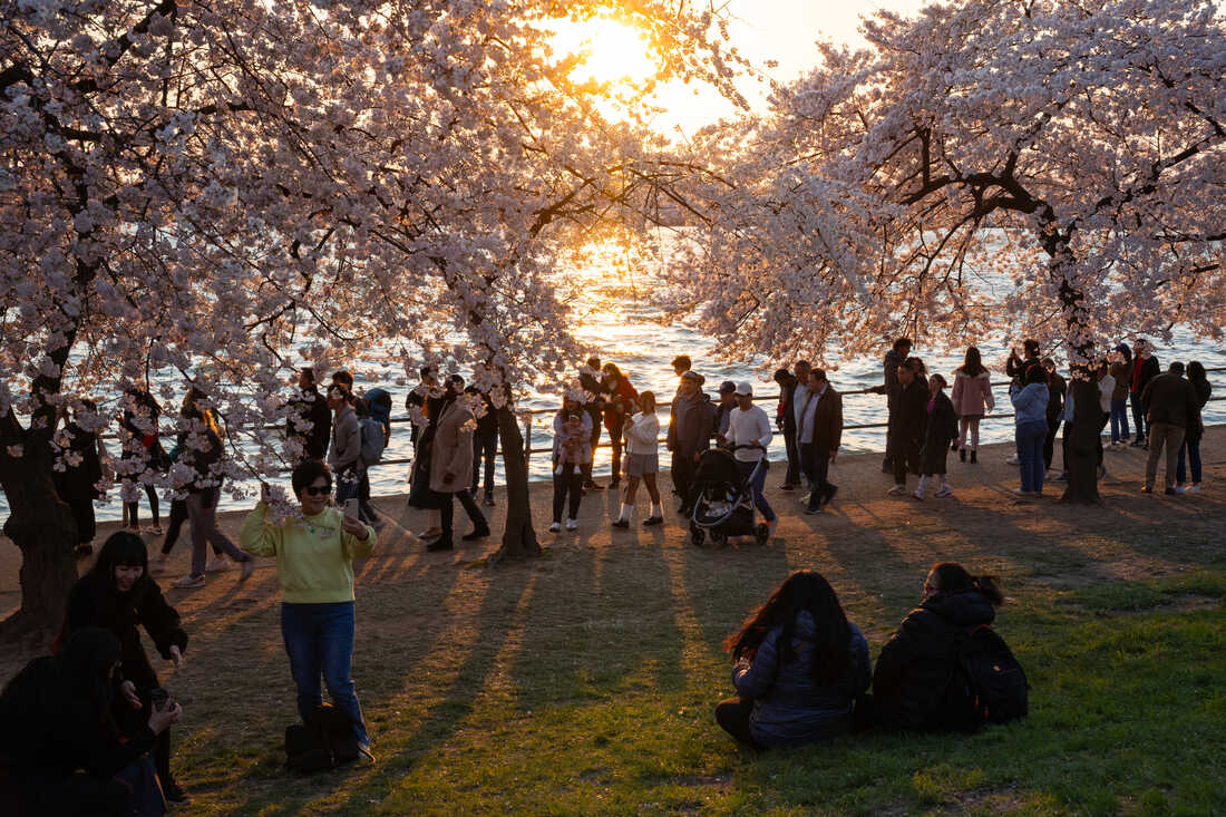 032024 stumpy cherryblossom zayrharodriguez 6 custom 5e22c236db652236ce107a9bc454aaaeb7bfce26 s1100 c50