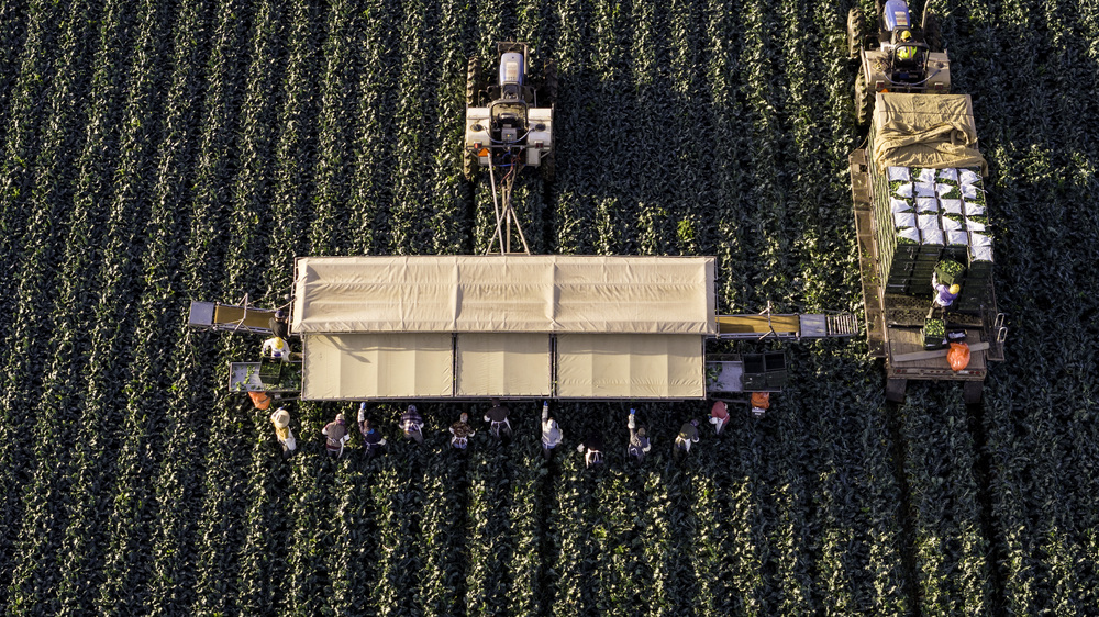In an aerial view, farmworkers harvest broccoli near the U.S.-Mexico border on March 9 in Yuma, Ariz. (Getty Images)