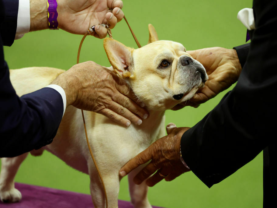 Bulldogs are prone to health problems. New Hampshire could limit their breeding - Vimarsana News
