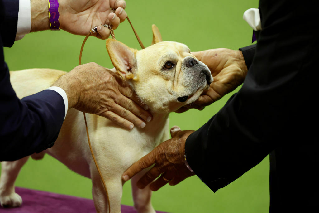 Bulldogs are prone to health problems. New Hampshire could limit their breeding - Vimarsana News