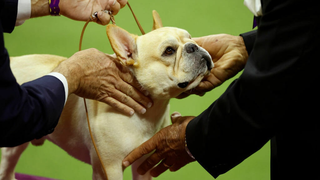 New Hampshire could become first state to limit breeding of bulldogs and pugs : NPR - Vimarsana News