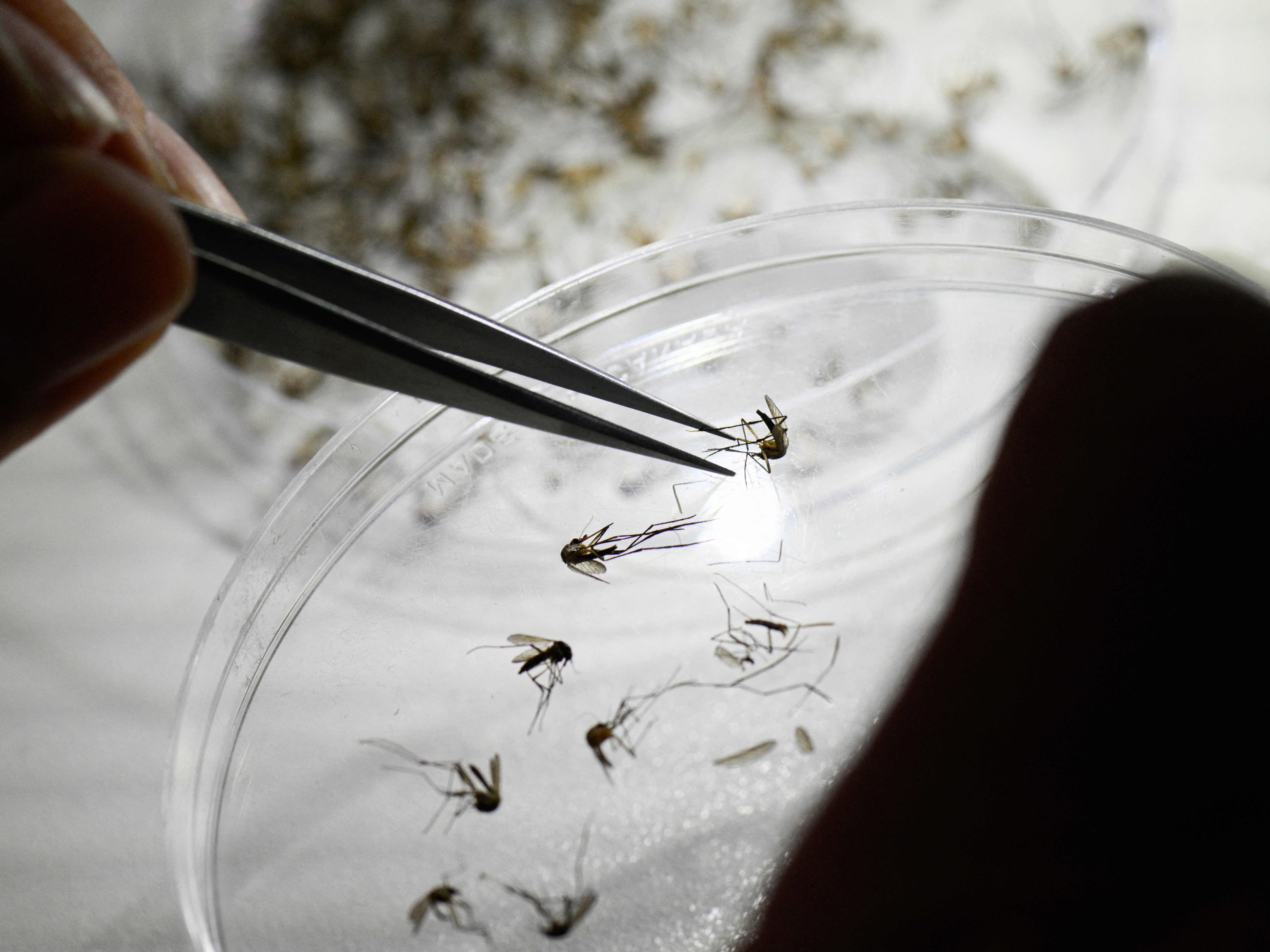 Here's what to know about dengue, as Puerto Rico declares a public health emergency - Vimarsana News