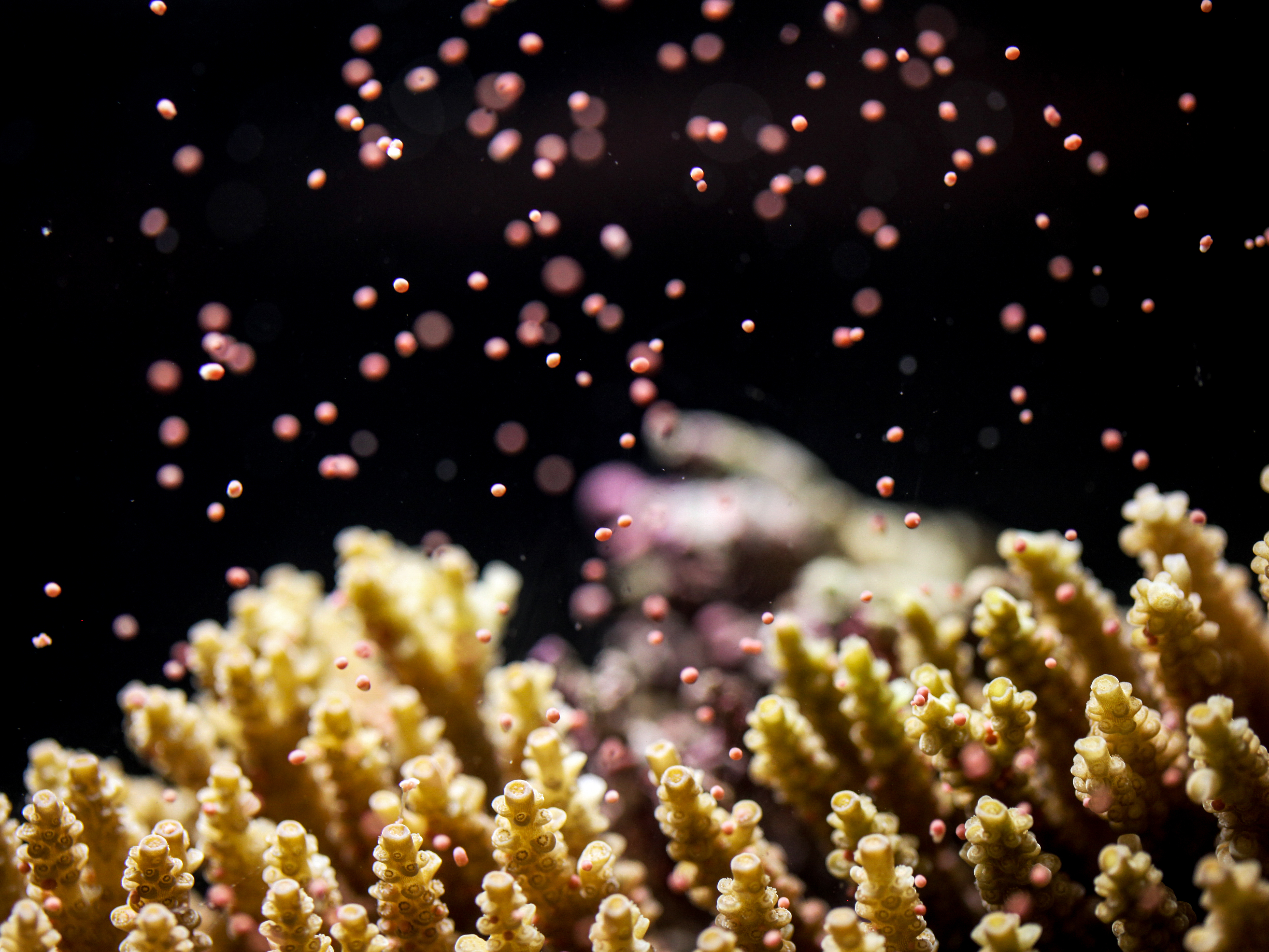 Scientists are breeding 'super corals.' Can they withstand climate change?