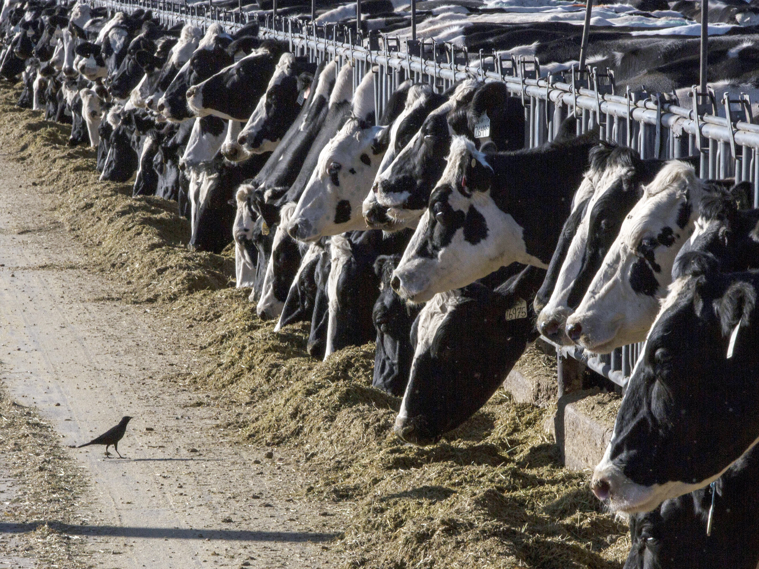 A person in Texas caught bird flu after exposure to cows that were thought to be ill - Vimarsana News