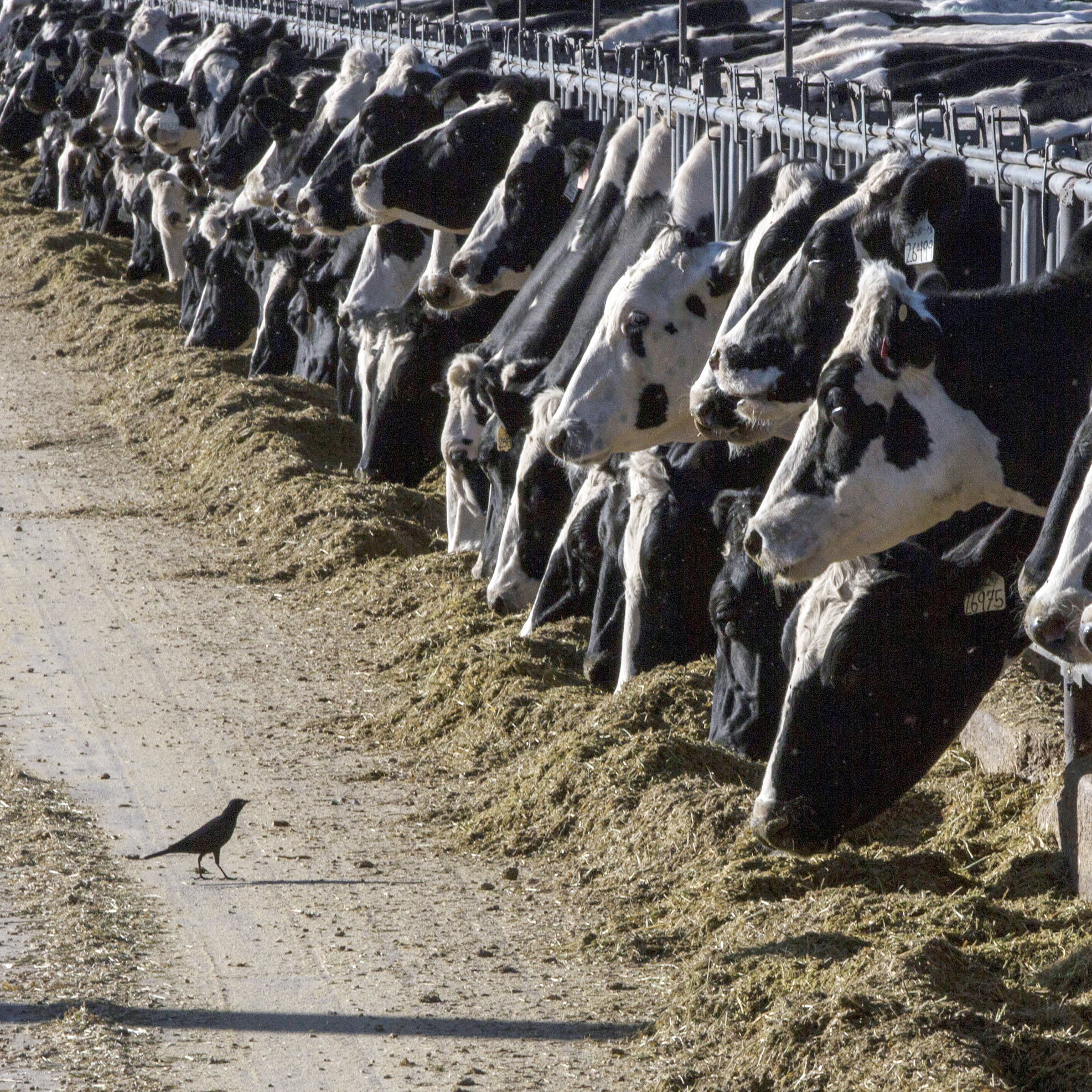 A person in Texas caught bird flu after exposure to cows that were thought to be ill - Vimarsana News
