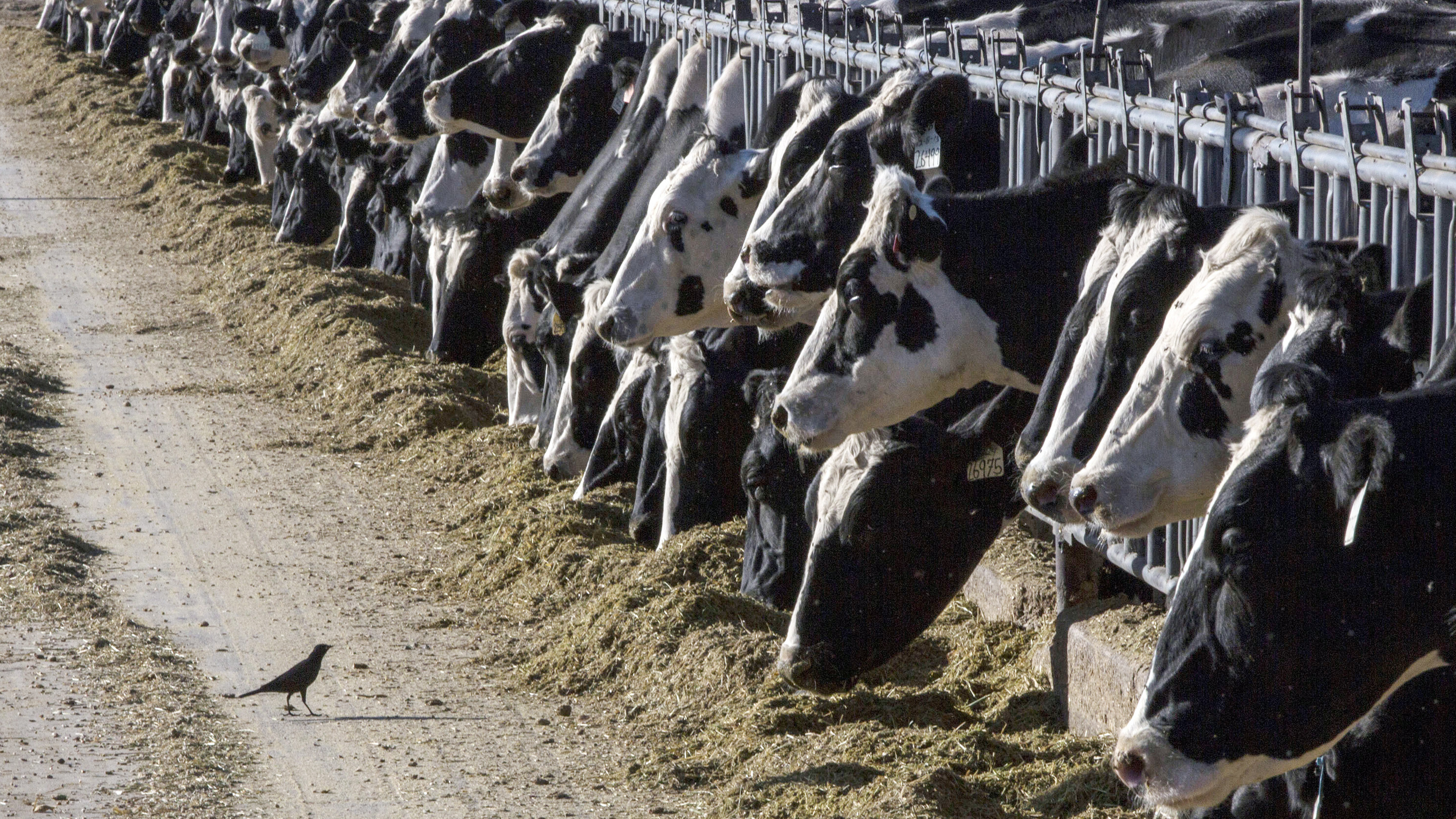 Dairy cows have tested positive for bird flu in Texas, Kansas and Michigan - Vimarsana News